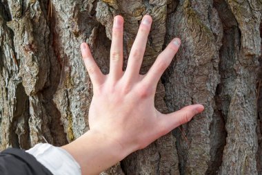 A hand touching the bark of an old tree in a coniferous forest. Harmony with nature concept