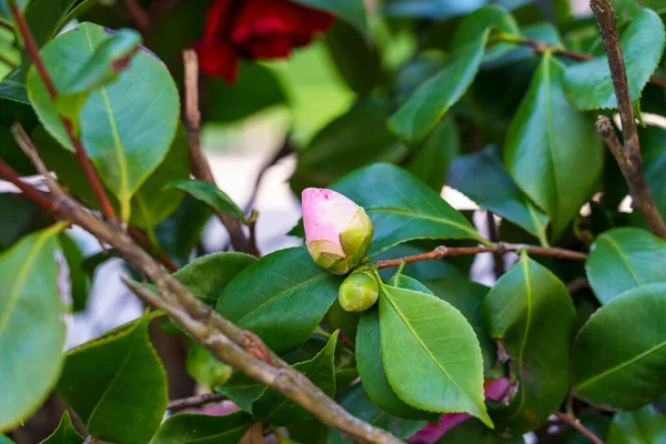 Camellia Japonica Flor Brote Floreciendo Jardín Cerca — Foto de Stock