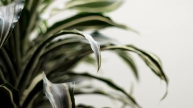 Büyüyen bir ev bitkisinin yaprağı Dracaena Deremensis yakın plan