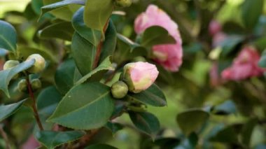 Yeşil yapraklı pembe kamelya japonica çiçeğinin narin tomurcuğu