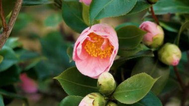 Bahçede açan sevimli pembe kamelya japonica çiçeği