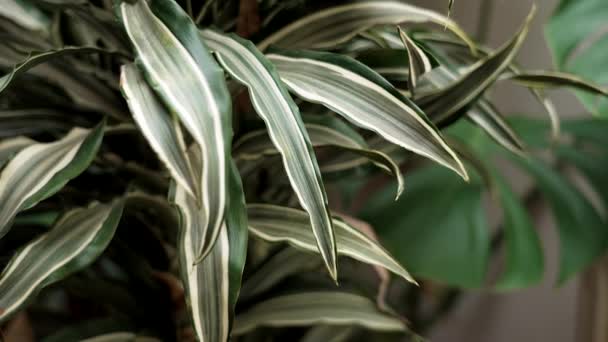 Tropiska Hus Växt Med Brokiga Randiga Blad Närbild — Stockvideo