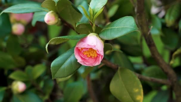 Lyserød Camellia Japonica Blomst Blomst Med Gule Støvdragere – Stock-video