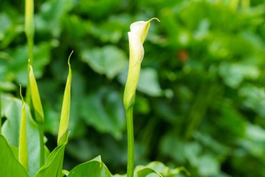 Zantedeschia aethiopica çiçekleri süs bahçesinde tomurcuklanır. Beyaz zambaklar