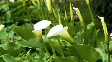 Süs bahçesinde Zantedeschia aethiopica çiçeği. Zambaklar.