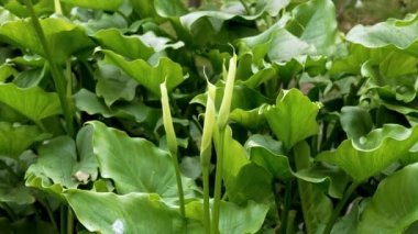 Güzel beyaz zambak tomurcukları. Zantedeschia aethiopica bitkisi