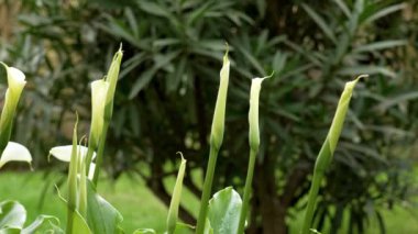 Bahçede beyaz zambak tomurcukları. Zantedeschia aethiopica