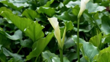 Güzel beyaz zambak çiçeği. Zantedeschia aethiopica bitkisi