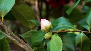 Çimenli yeşil bahar yaprakları arasında narin pembe bir çiçek tomurcuğu. Kamelya japonica çalısı