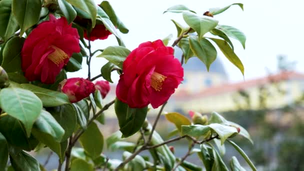 Цвітіння Рослини Камелії Щасливої Червоними Квітами Будівельному Фоні — стокове відео