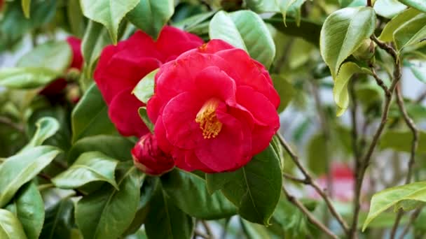 Красивая Красная Камелия Хапоника Цветок Цвету Крупным Планом — стоковое видео