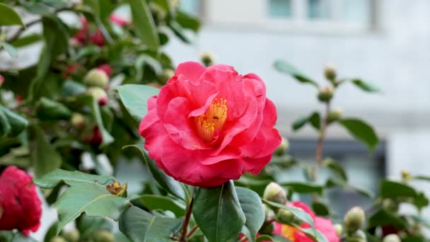 Smuk Rød Camellia Haponica Blomst Urbane – Stock-video