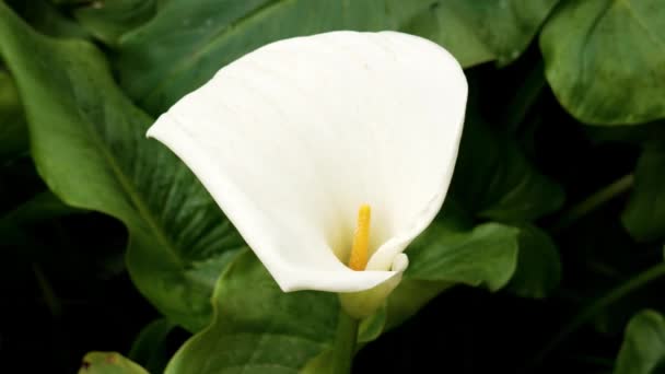 Mooie Witte Calla Lelie Bloem Van Dichtbij Zantedeschia Aethiopica Plant — Stockvideo