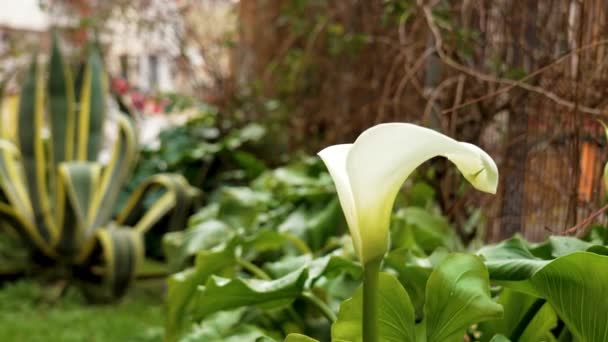 Квітка Zantedeschia Ahetopica Декоративному Саду Калья Лілії — стокове відео
