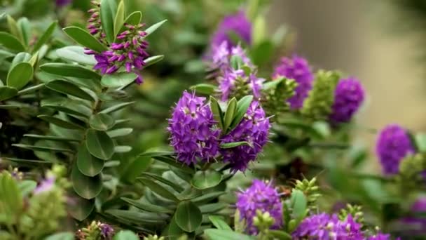 Hebe Speciosaの美しい紫色の花 シュラビー ヴェロニカ植物 — ストック動画