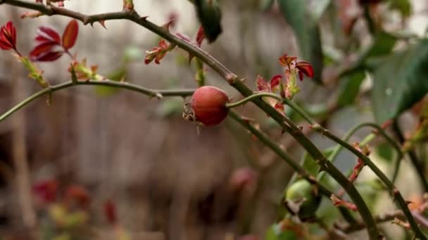 Red Rosehip Berry Fruit Branch Wild Rose Bush — Stock Video