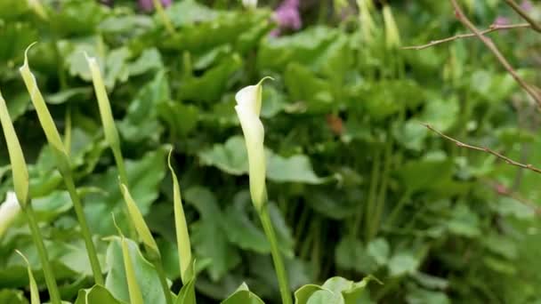 Zantedeschia Aethiopica Çiçekleri Süs Bahçesinde Tomurcuklanır Beyaz Zambaklar — Stok video