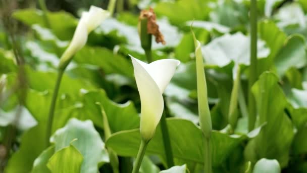Flor Branca Lírio Cala Florescendo Jardim Com Folhas Verdes Frescas — Vídeo de Stock