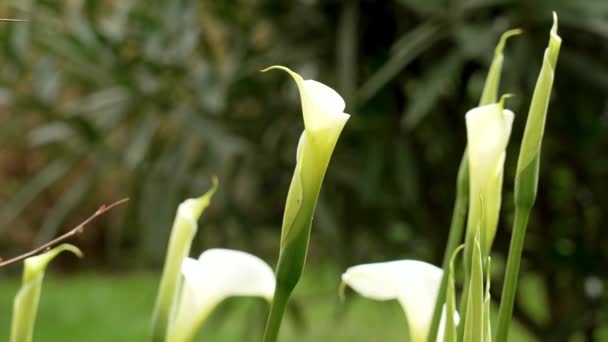 Witte Bloeiende Cala Lelie Bloemknoppen Tuin Met Groene Frisse Bladeren — Stockvideo