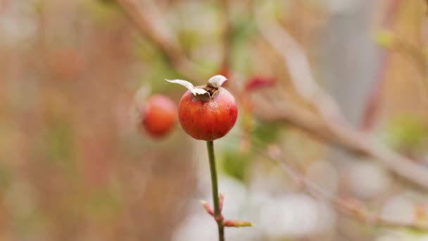Çalı Dalında Kırmızı Gül Ağacı Meyvesi — Stok video