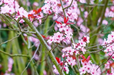 Kiraz ağacının pembe çiçekleri. Prunus cerasifera