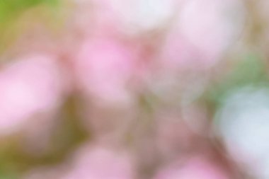 Yumuşak bokeh ile odaklanmış çiçek soyut bahar arkaplanı