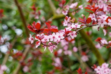 Çiçekli kiraz ağacı ve pembe çiçekler. Çiçekli Japon bahçesi