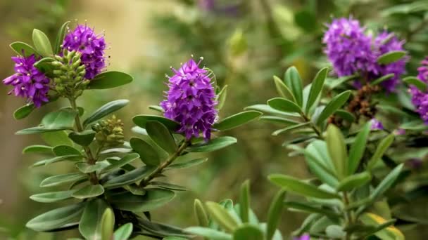 Cultivado Violeta Violeta Veronica Speciosa Flores Jardín Ornamental Primer Plano — Vídeos de Stock