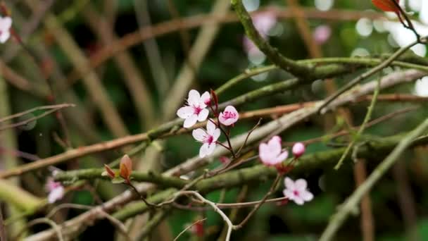Blühender Kirschpflaumenbaum Mit Rosa Blüten Aus Nächster Nähe — Stockvideo
