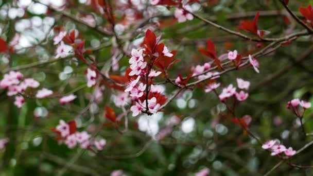Blühender Kirschpflaumenbaum Mit Rosa Blüten Japanischer Garten Blüht Auf — Stockvideo