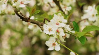 Prunus Cerasifera 'nın beyaz çiçekleri yakın plan. Çiçekli kiraz ağacı.