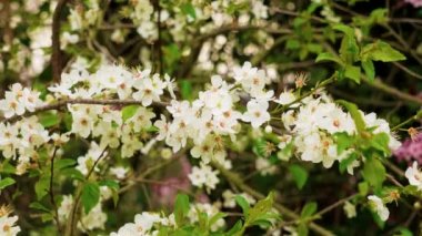 Prunus Cerasifera 'nın beyaz çiçekleri. Çiçekli kiraz ağacı.