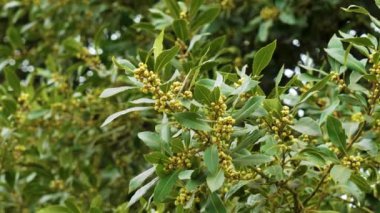 Çiçek açan defne ağacı (Laurus nobilis) ve yakın tohumlar