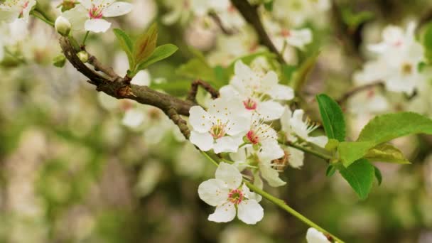 Weiße Blüten Von Prunus Cerasifera Nahaufnahme Blühende Kirschpflaume — Stockvideo