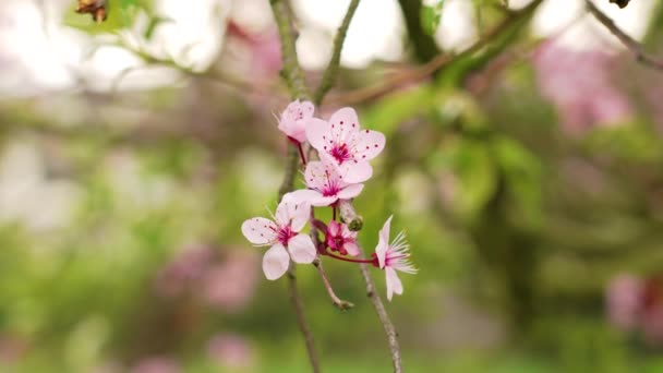 Flores Cor Rosa Árvore Ameixa Cereja Prunus Cerasifera — Vídeo de Stock
