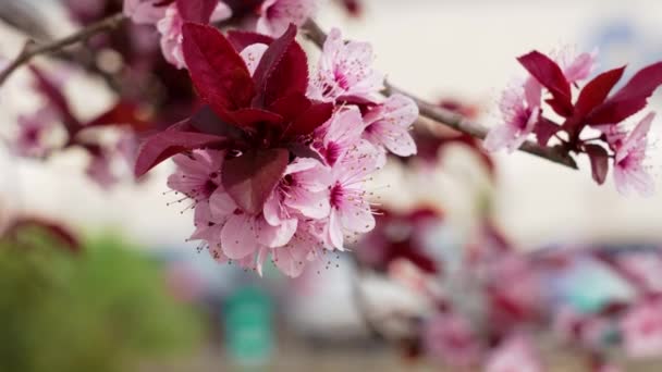 Kwitnąca Śliwka Wiśniowa Różowymi Kwiatami Japoński Ogród Kwiecie — Wideo stockowe