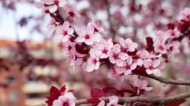 Flores Cor Rosa Árvore Ameixa Cereja Prunus Cerasifera — Vídeo de Stock
