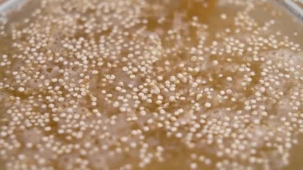 Torra Quinoa Frön Faller Full Skål Med Vatten För Matlagning — Stockvideo
