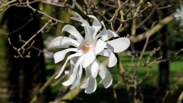 Magnolia Stellata Flor Blanca Una Rama Árbol Con Flores Jardín — Vídeo de stock