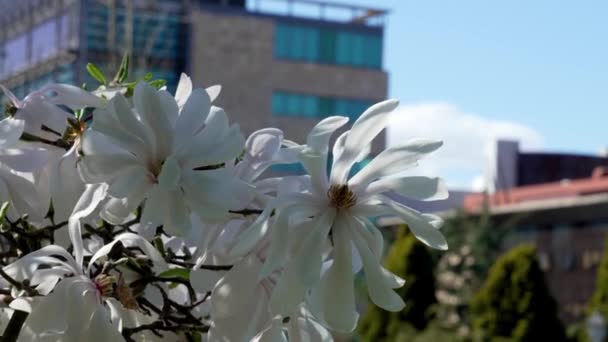 Flor Blanca Magnolia Stellata Calle Ciudad Fondo Del Cielo — Vídeo de stock