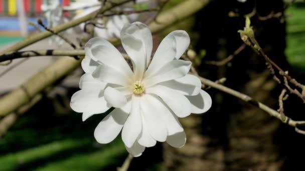 Biały Kwiat Magnolia Stellata Parku Miejskim Zbliżenie — Wideo stockowe