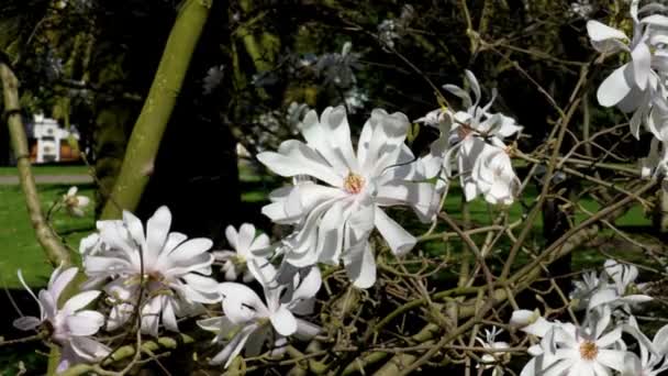Fiore Bianco Magnolia Stellata Nel Parco Urbano Vicino — Video Stock