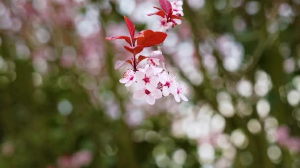 Весной Розовые Цветущие Цветы Вишневой Сливы Естественном Фоне — стоковое видео