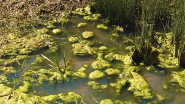 湿地に植生と湿地 水を閉じます — ストック動画