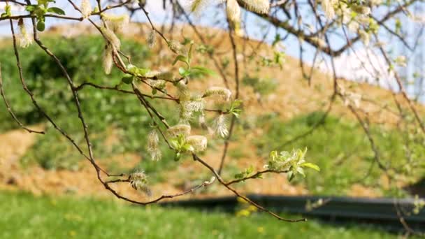 Frühling Flauschige Weidenkätzchen Auf Einem Blühenden Ast — Stockvideo