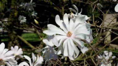 Beyaz güzel çiçekli manolya stellata ağacı yakın bir dalda.