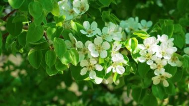 İlkbaharda armut ağacının beyaz çiçekleriyle çiçek açan meyve bahçesi.