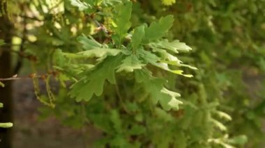 Genç bahar meşesi yaprakları ormandaki bir dalda.