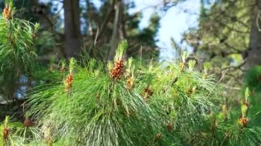 Ormanda çam çiçekleri ve erkek koniler.