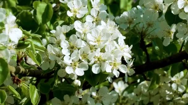 Όμορφα Ανοιξιάτικα Λευκά Λουλούδια Από Μια Ανθισμένη Αχλαδιά Στον Οπωρώνα — Αρχείο Βίντεο